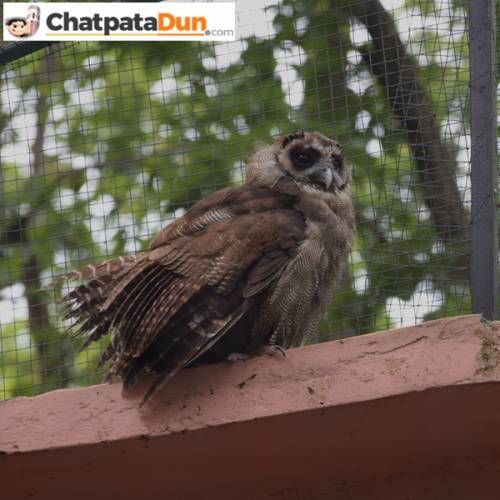 Owl at DehraDun Zoo